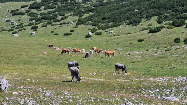 istock Mountain landscape in summer days 1433298688
