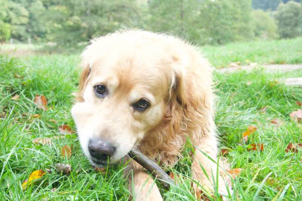 istock Cute Happy Dog 1433301386