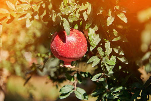 Still life with pomegranates