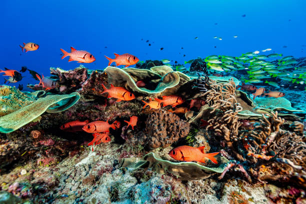 Schools of Solderfishes and Snappers at Famous Blue Corner, Palau, Micronesia stock photo