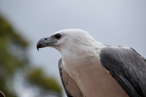 this is a side view of a white bellied sea eagle