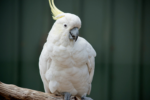 the sulphur crested cockatoo has a white body with a yellow crest and black beak