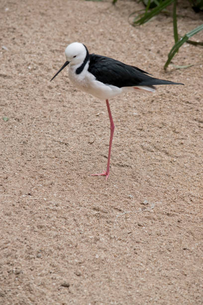 istock this is a side view of black winged stilt standing on sand 1433304717