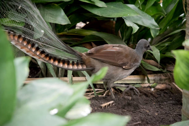 in this picture you look at the tail of a lyre bird