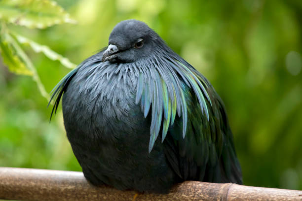 istock the nicobar pigeon has shiny feathers when the light catches it. The bird is mainly grey 1433304964