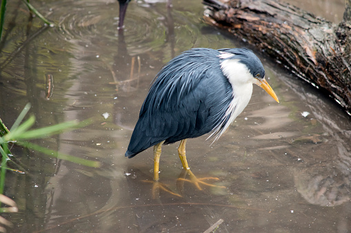 The pied heron, also known as the pied egret is a bird found in coastal and subcoastal areas of monsoonal northern Australia