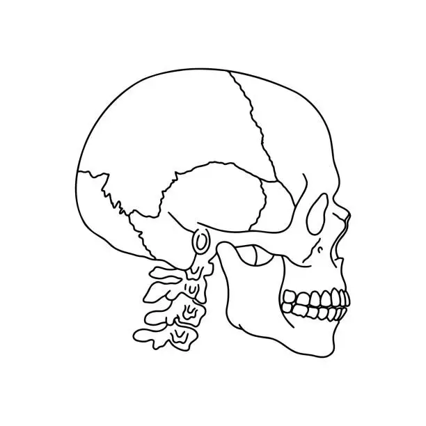 Vector illustration of A human skull and spine, drawn by lines on white background.