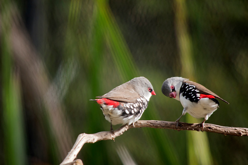 the zebra finch has a grey head and a white body, a red beak and black and white on their sides