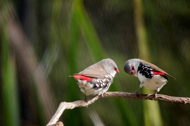 the two zebra finches are standing on the same bush branch the zebra finch has a grey head and a white body, a red beak and black and white on their sides zebra finch stock pictures, royalty-free photos & images
