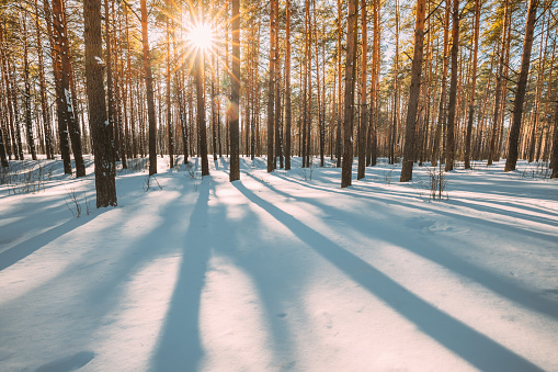 Beautiful Blue Shadows From Pines Trees In Motion On Winter Snowy Ground. Sun Sunshine In Forest. Sunset Sunlight Shining Through Pine Greenwoods Woods Landscape. Snow Nature