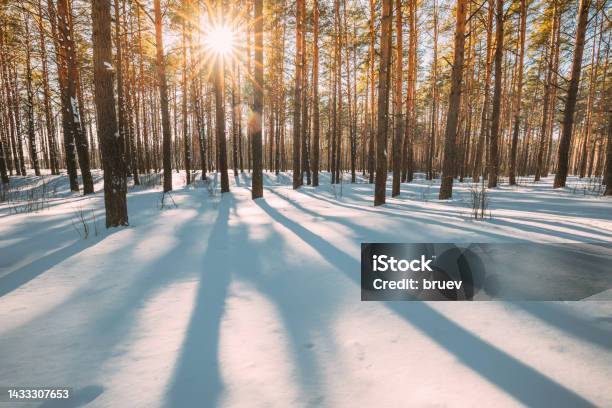 Beautiful Blue Shadows From Pines Trees In Motion On Winter Snowy Ground Sun Sunshine In Forest Sunset Sunlight Shining Through Pine Greenwoods Woods Landscape Snow Nature Stock Photo - Download Image Now