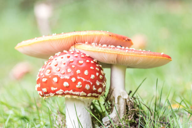 istock Fly agaric in forest.Amanita Muscaria 1433307737
