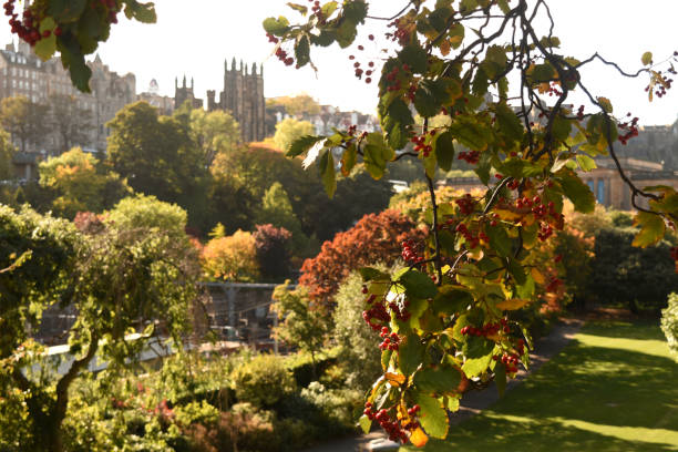 view of the School of Divinity/the University of Edinburgh from behind rowan leaves in autumn