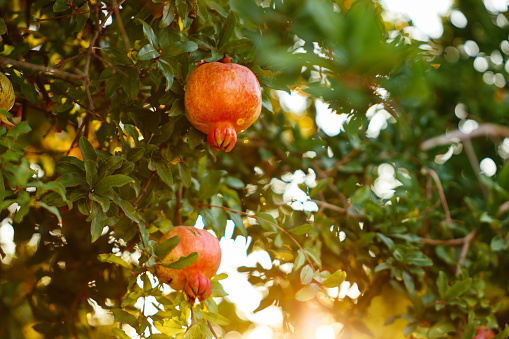 Ripe red pomegranate on a branch in natural conditions. Tropical fruits. Close-up