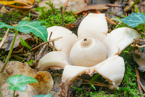 Geastrum triplex is a fungus found in the detritus and leaf litter of hardwood forests around the world. It is commonly known as the collared earthstar, the saucered earthstar, or the triple earthstar