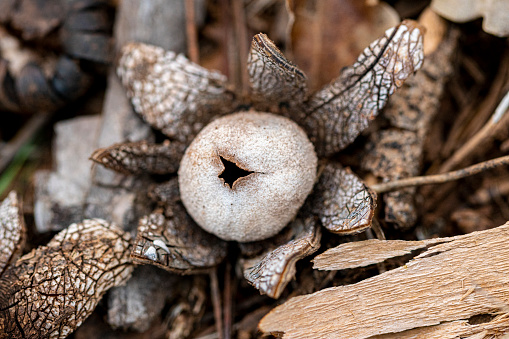 Astraeus hygrometricus, commonly known as the hygroscopic earthstar, the barometer earthstar, or the false earthstar, is a species of fungus in the family Diplocystaceae.

Barcelona province forest. Prepyrenees. 

Commonly known as 