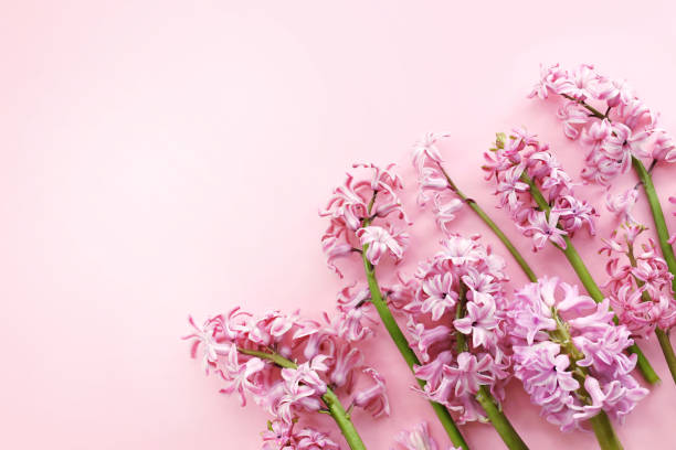 istock Spring blossoming pink hyacinths on light pastel background, springtime blooming flowers festive card 1433310662