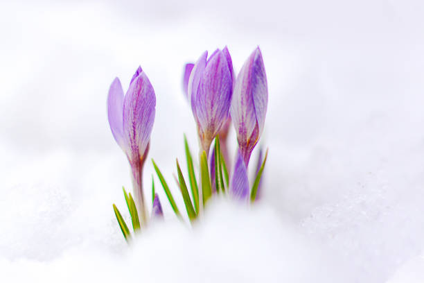 istock beautiful spring flowers crocuses spring break out from under the snow 1433311615