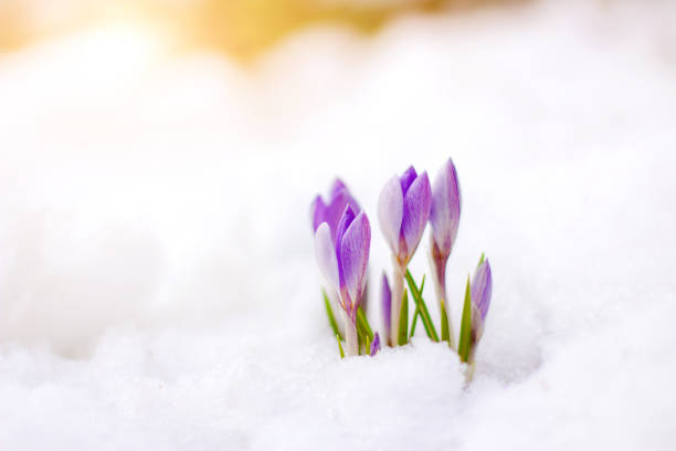 bellissimi crochi fiori primaverili primavera scoppiano da sotto la neve - snow crocus flower spring foto e immagini stock