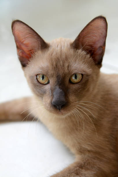 istock Portrait of a Brown Siamese cat 1433311735
