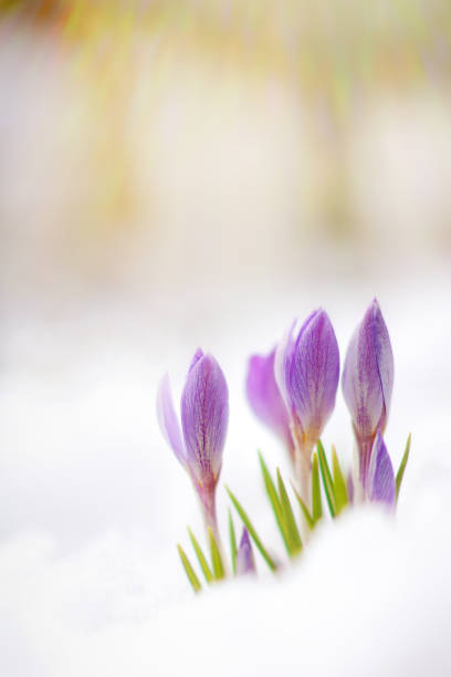 istock beautiful spring flowers crocuses spring break out from under the snow 1433311757