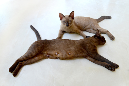 Brown Siamese cat, mother and child, sleep on marble floor.