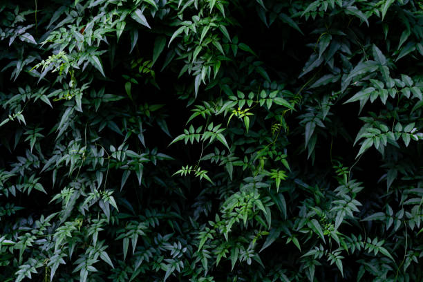 istock nature green leaves wall texture, background image 1433311787