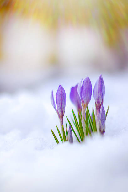 istock beautiful spring flowers crocuses spring break out from under the snow 1433311968