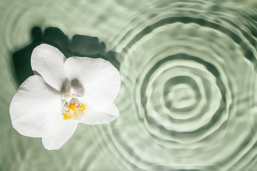 White orchid with yellow core lie on surface of rippled transparent fresh green water gel with flecks, waves, shadow. Concentric expanding circles on surface from fallen drop. Health care. Copy space