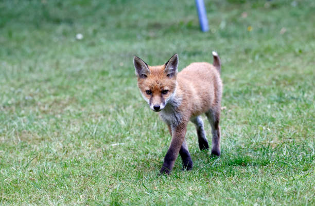 istock Urban fox cubs exploring the garden 1433312252