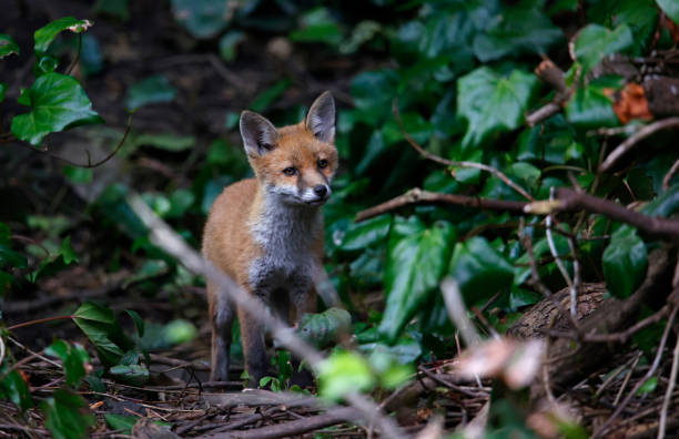 istock Urban fox cubs exploring the garden 1433312763