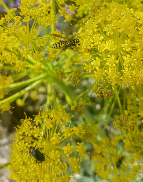 istock beautiful yellow flowers Fennel (Foeniculum vulgare) 1433313672