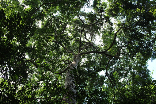 Tree seen from below in the middle of the Amazon rainforest