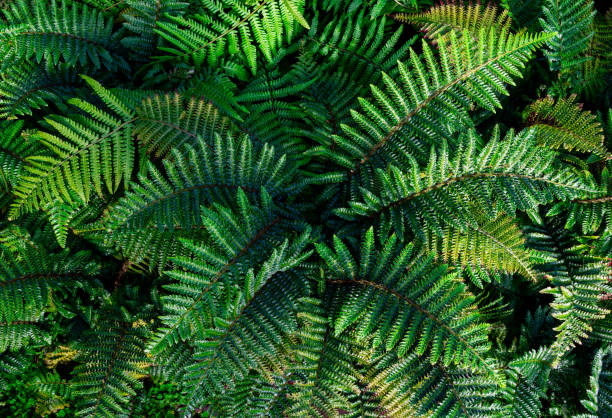 nahaufnahme der farnpflanze, draufsicht, hintergrundbild - fern leaf plant close up stock-fotos und bilder