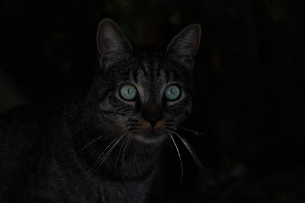 istock Beautiful dark cat with green eyes on a black background. 1433316213