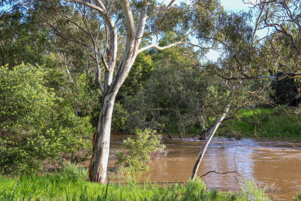 istock eucalyptus trees on riverbank 1433316234