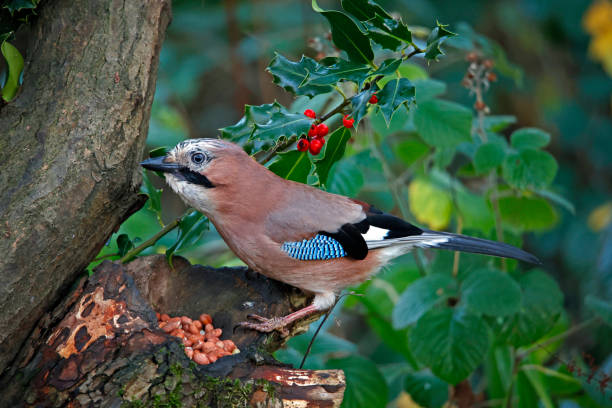istock Eurasian jay collecting peanuts to cache in the woods 1433317517
