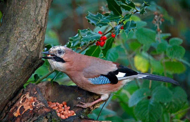istock Eurasian jay collecting peanuts to cache in the woods 1433317529