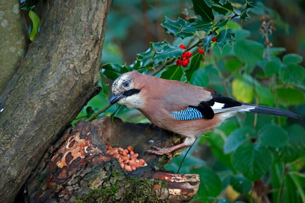 istock Eurasian jay collecting peanuts to cache in the woods 1433317541