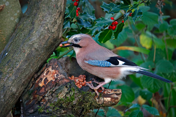 istock Eurasian jay collecting peanuts to cache in the woods 1433317561