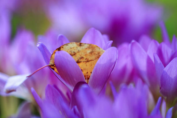 Blooming Colchicum ( autumn Crocus) Colchicum (or autumn Crocus) is a genus of perennial flowering plants containing around 160 species which grow from bulb-like corms. It is a member of the botanical family Colchicaceae meadow saffron stock pictures, royalty-free photos & images