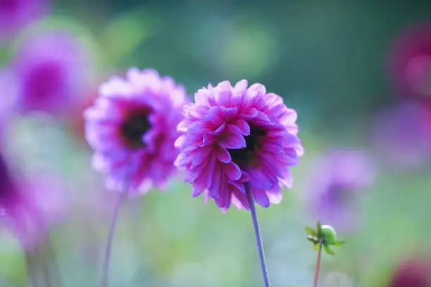 Dahlia is a member of the Compositae (also called Asteraceae) family of dicotyledonous plants, blooming in the autumn