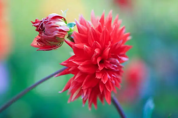 Dahlia is a member of the Compositae (also called Asteraceae) family of dicotyledonous plants, blooming in the autumn