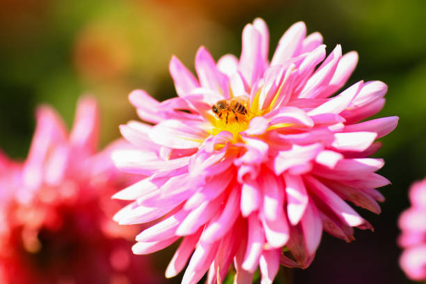 istock Autumn blooming plant Dahlia 1433318251
