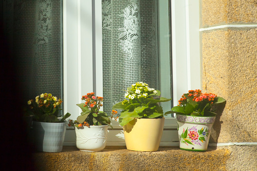 Window decorated with flower pots, stone house, curtains with embroidery. A Coruña province, Galicia, Spain.