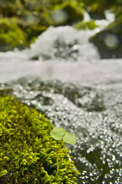 istock Elatostema umbellatum 1433319179