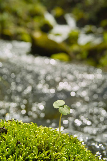 istock Elatostema umbellatum 1433319863