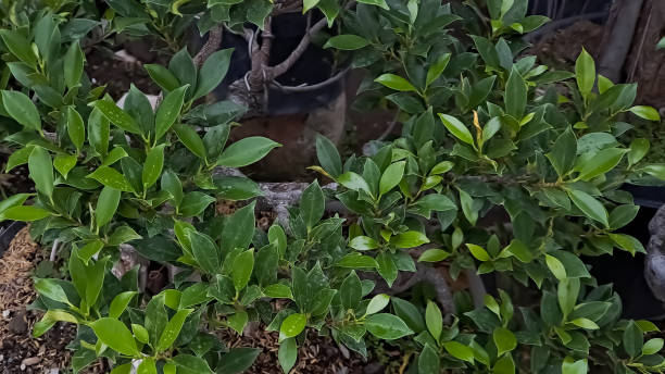 il ficus dell'isola verde è anche conosciuto come ficus microcarpa. questa pianta è originaria della cina meridionale e dell'isola dell'oceania - ginseng bonsai tree fig tree banyan tree foto e immagini stock