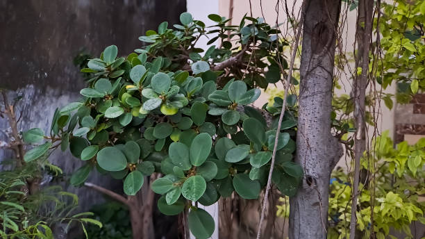 il ficus dell'isola verde è anche conosciuto come ficus microcarpa. questa pianta è originaria della cina meridionale e dell'isola dell'oceania - ginseng bonsai tree fig tree banyan tree foto e immagini stock