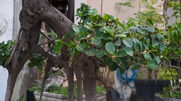 il ficus dell'isola verde è anche conosciuto come ficus microcarpa. questa pianta è originaria della cina meridionale e dell'isola dell'oceania - ginseng bonsai tree fig tree banyan tree foto e immagini stock